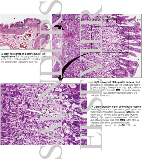 stomach rugae histology