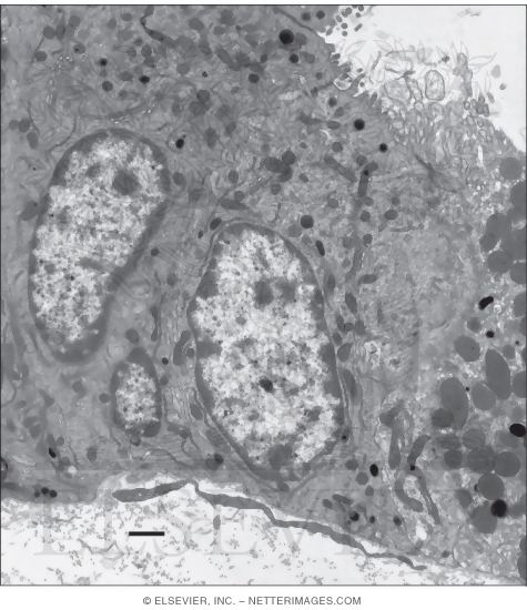 Electron Micrograph of Chief Cells In a Gastric Gland