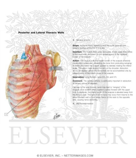 Nerve of Brachial Plexus: Long Thoracic Nerve