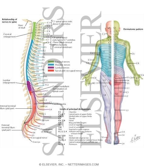 Spinal Nerves and Sensory Dermatomes