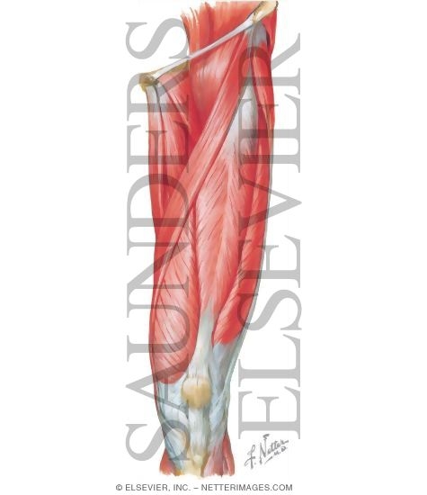 Quadriceps Femoris Muscle Group