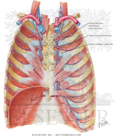 internal thoracic artery