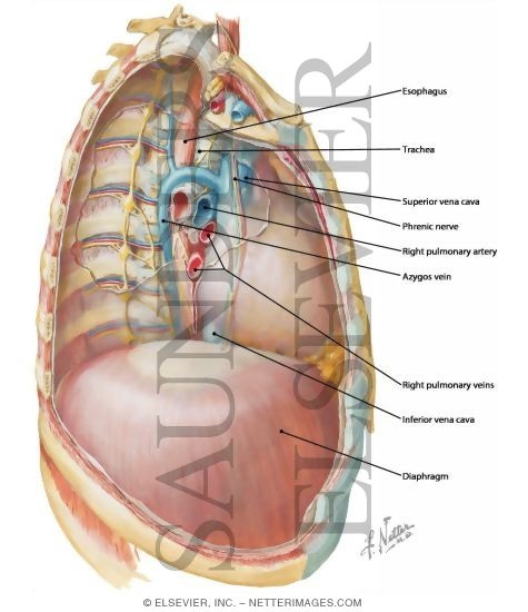 posterior mediastinum dissection