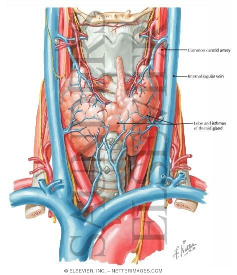 Neck Vein Anatomy