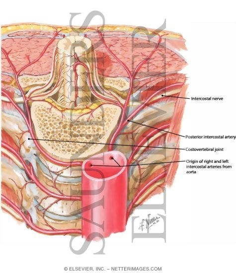 intercostal arteries