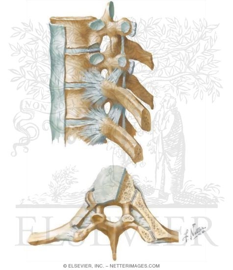 costovertebral ligament