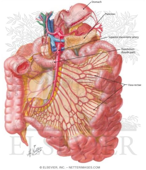 Arteries of Small Intestine
Blood Supply of Small and Large Intestine