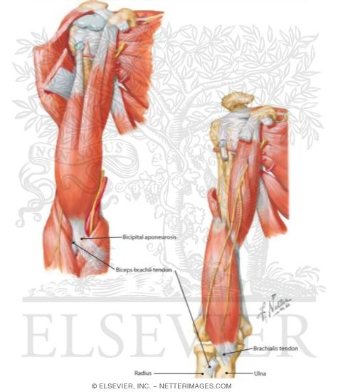 Arm Muscles With Portions of Arteries and Nerves
Muscles of Arm: Anterior Views