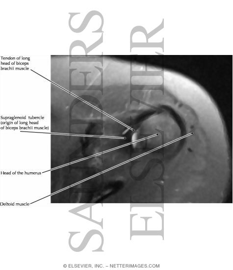 Anterior View of the Shoulder Girdle