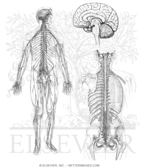 nervous system coloring page