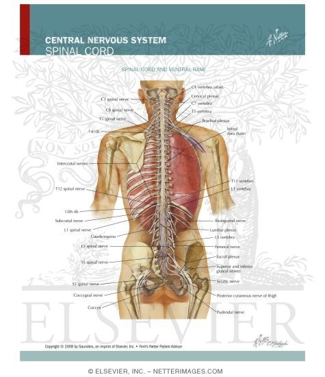 Spinal Cord