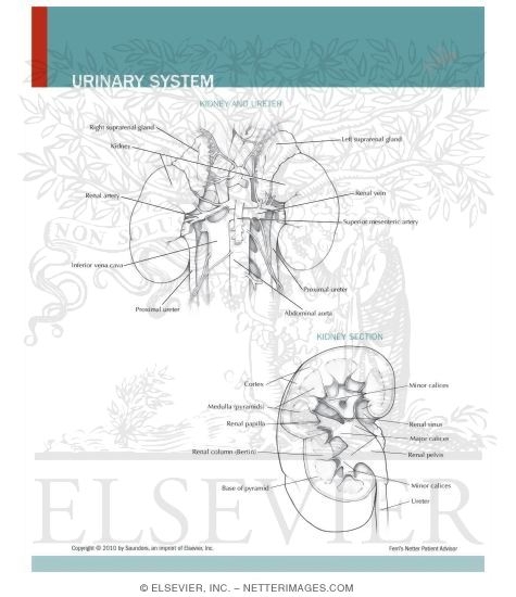 Urinary System