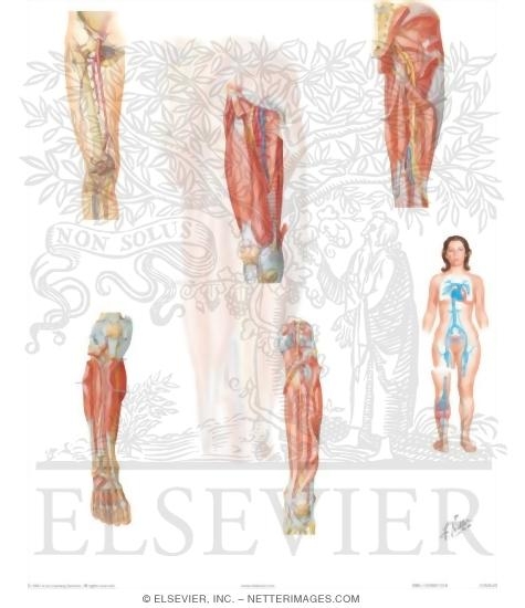 Vascular Supply of the Lower Extremity