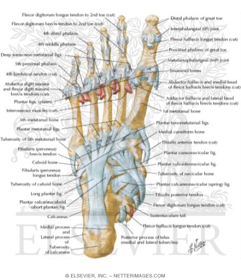 Tendon Insertions and Ligaments of Sole 