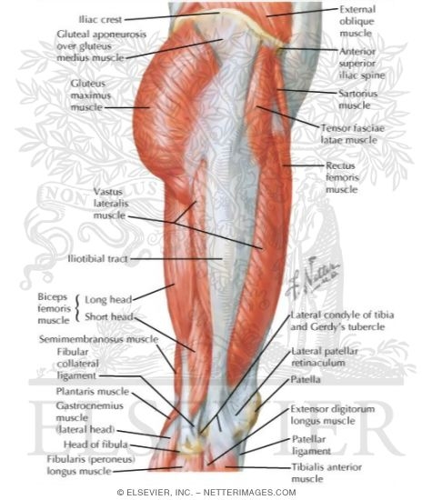 Muscles Of Hip And Thigh Lateral View