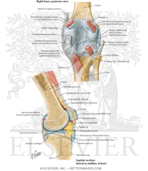 Anatomy Of Knee Joint Posterior View Human Anatomy