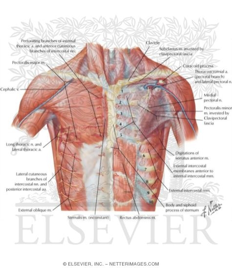 Anterior Thoracic Wall Anterior Wall of Thorax