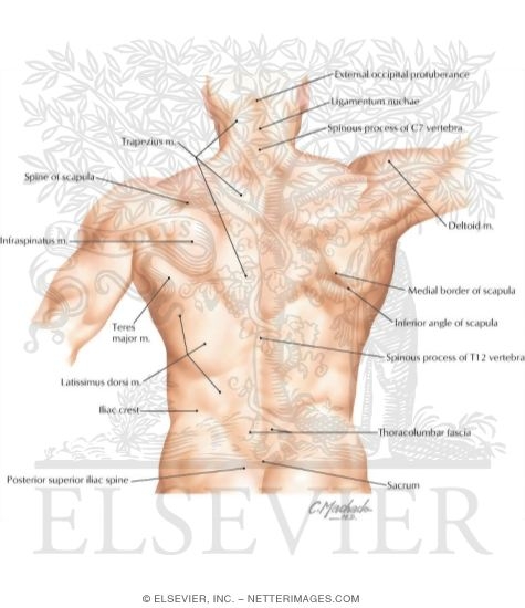 Illustration of Key Bony and Muscular Landmarks of the Back from
Bony landmarks. Spine – This most prominent feature of the posterior scapula. It goes transversely beyond the scapula, dividing the surface into two-Supraspinous fossa – The area above the spine of the scapula, it is much smaller than the infra spinous fossa and is more convex in shape. The supraspinatus muscle originates from this area.</p><p>All palpable bony parts of the knee are situated anteriorly. Palpation is performed with the subject in the supine lying position. The knee is either bent to a right angle or fully extended,depending on the palpated structure. In a flexed position of the knee, …
This is an online quiz called Bony Landmarks of the Knee and Leg. There is a printable worksheet available for download here so you can take the quiz with pen and paper. 2016-03-07
2017-01-01
Study Bony landmarks- Temporal bone flashcards from Carlos Villalobos's CUSOM class online, or in Brainscape's iPhone or Android app.</p>
</div>
</div></div>
</main>
<footer class=