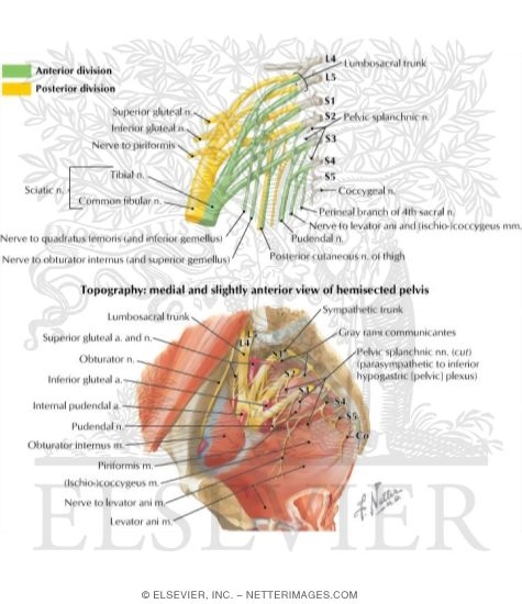 Sacral and Coccygeal Plexuses