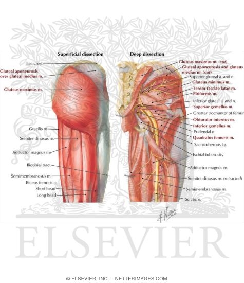 Muscles of the Gluteal Region, Anatomy