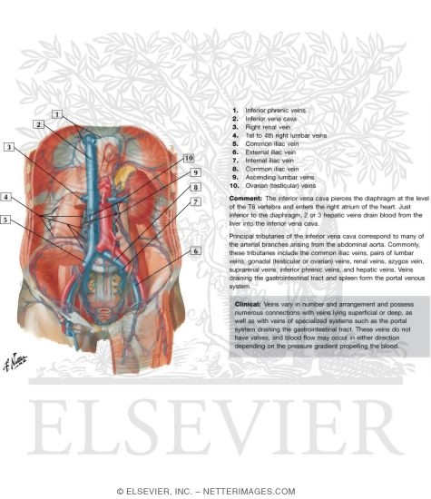 Veins of Posterior Abdominal Wall
Venous Drainage of the Abdomen