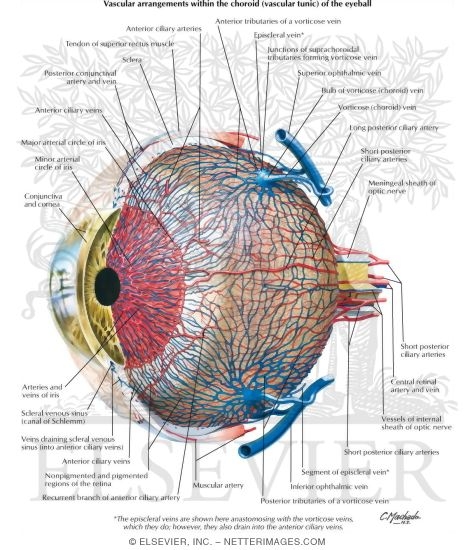 Vascular Supply of Eye