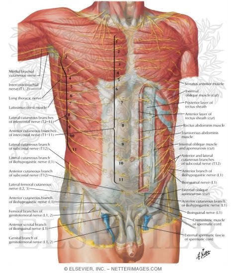 Anatomy of the muscles and nerves of the posterior abdominal wall