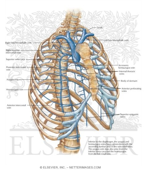 Veins of the Internal Thoracic Wall