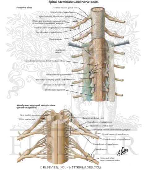 Spinal Membranes and Nerve Roots