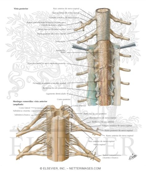 Spinal Membranes and Nerve Roots