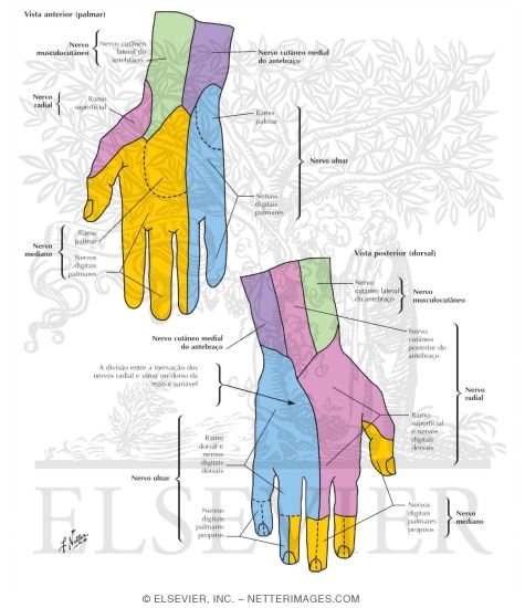 Cutaneous Nerves of Wrist and Hand