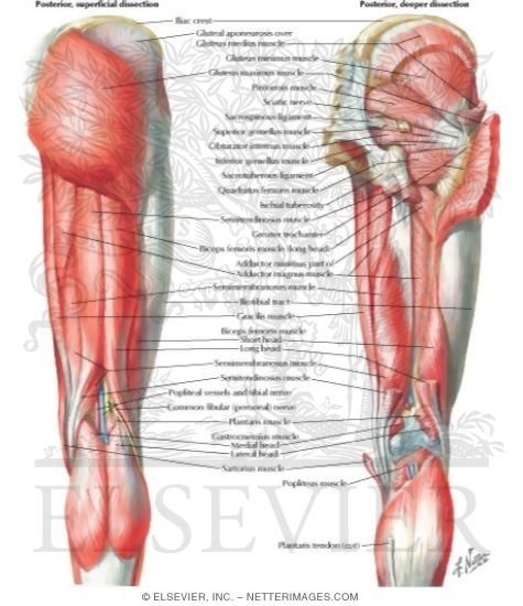 Muscles Of Back Of Hip And Thigh Muscles Of Hip And Thigh Posterior Views