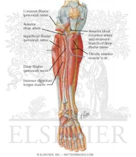 Muscles, Arteries, and Nerves of Leg: Deep Dissection (anterior view)
Muscles of Leg (Deep Dissection): Anterior View