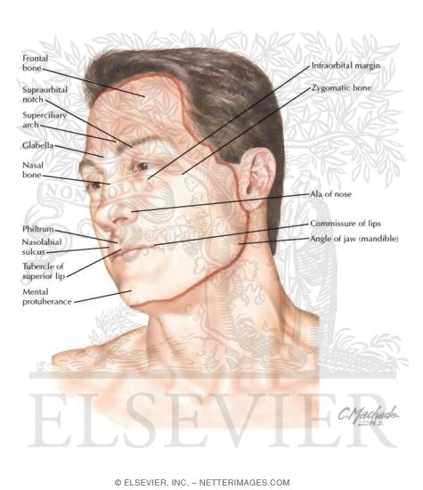 Head and Neck: Surface Anatomy