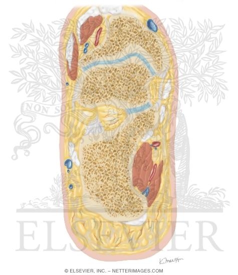 Cross Section of the Ankle and Foot: Coronal View