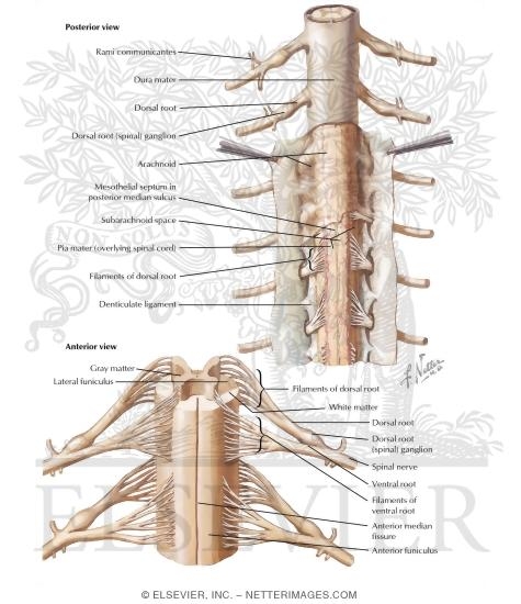 spinal cord labeled dura mater