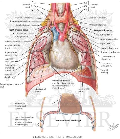 phrenic and vagus nerve