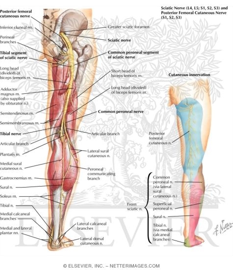 femoral and sciatic nerve