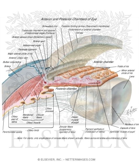 Anterior and Posterior Chambers of Eye Anatomy of the Anterior Chamber