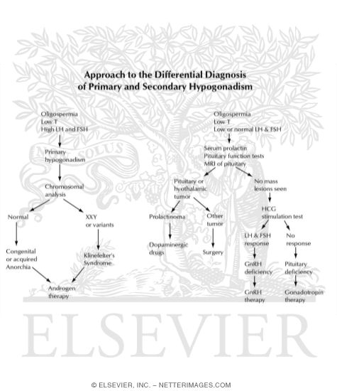 Approach to the Differential Diagnosis of Primary and Secondary Hypogonadism