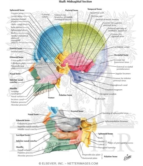 Midsagittal Section of Skull
