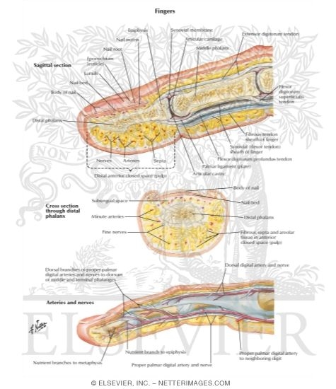 Sectional Anatomy: Fingers