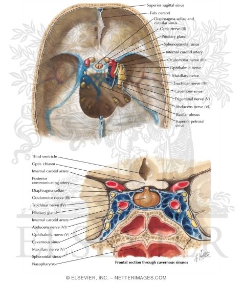cavernous sinus sagittal