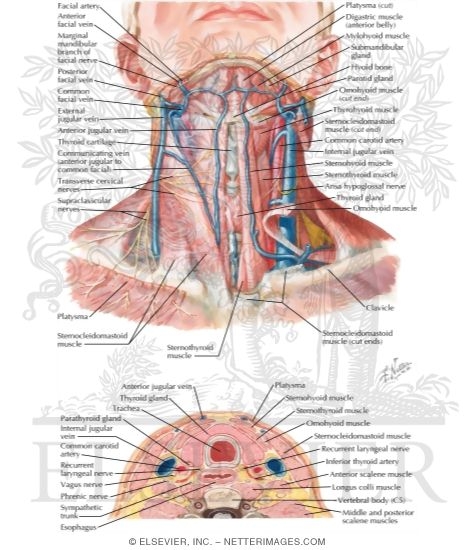 Anatomy Of The Thyroid And Parathyroid Glands Superficial Veins And Cutaneous Nerves Of Neck