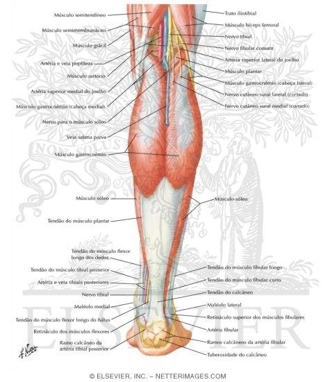 Muscles Of Leg Superficial Dissection Posterior View