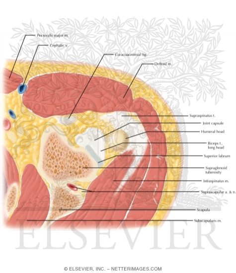 Cross Section of the Shoulder: Axial View