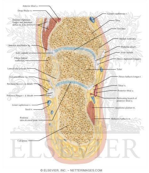 Cross Section of the Ankle and Foot: Coronal View