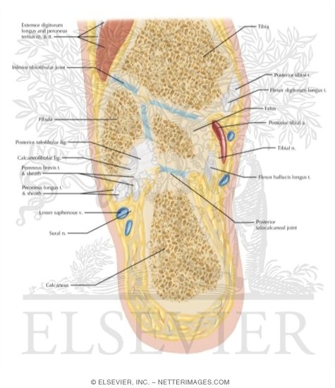 Cross Section of the Ankle and Foot: Coronal View