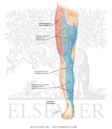 Lateral Cutaneous Nerve of Thigh