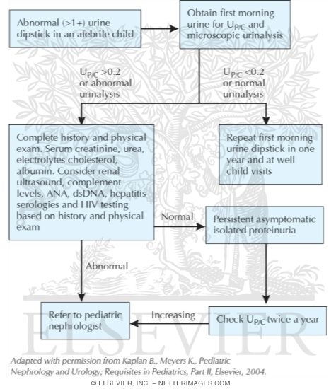 Suggested Approach for the Evaluation of Proteinuria